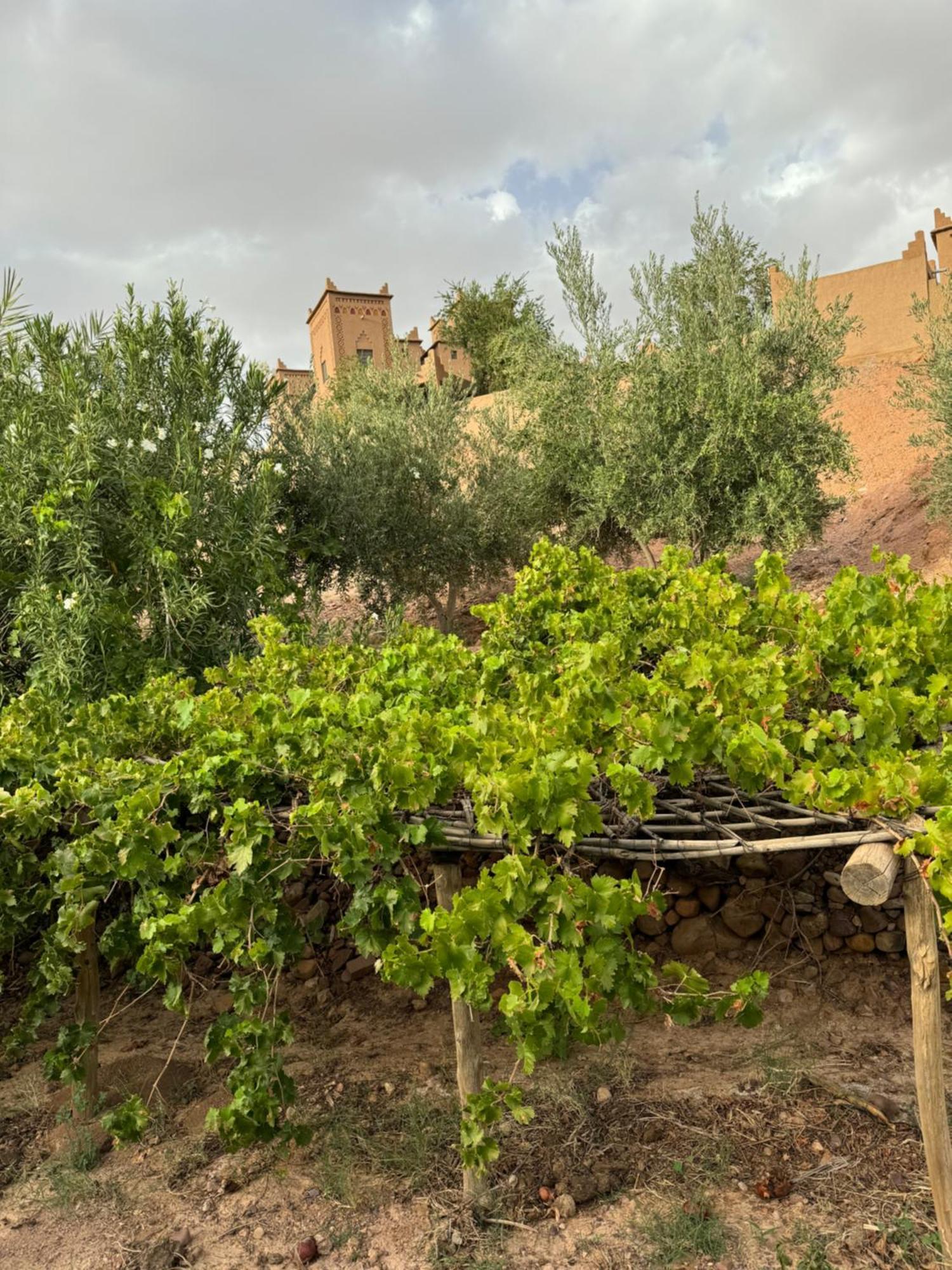 Kasbah Ait Benhadda Hotel Skoura Exterior photo